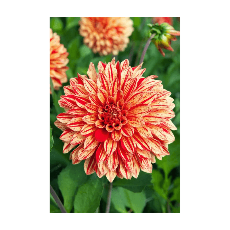 Casa si Gradina - Gradinarit si plante - Plante si ghivece - Bulbi, seminte si rasaduri - Bulb, Dalia Neo, bulb, calitatea I - Infinity.ro