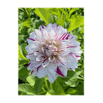 Casa si Gradina - Gradinarit si plante - Plante si ghivece - Bulbi, seminte si rasaduri - Bulb, Dalia Prince Valiant, bulb, calitatea II - Infinity.ro