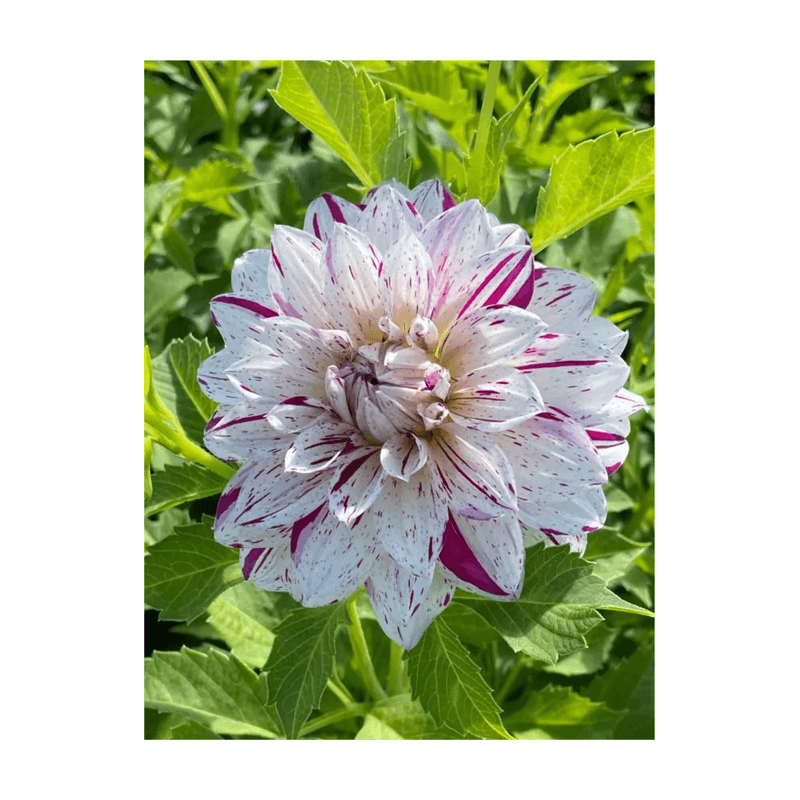 Casa si Gradina - Gradinarit si plante - Plante si ghivece - Bulbi, seminte si rasaduri - Bulb, Dalia Prince Valiant, bulb, calitatea II - Infinity.ro