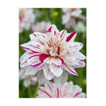 Casa si Gradina - Gradinarit si plante - Plante si ghivece - Bulbi, seminte si rasaduri - Bulb, Dalia Prince Valiant, bulb, calitatea II - Infinity.ro