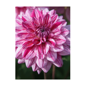 Casa si Gradina - Gradinarit si plante - Plante si ghivece - Infinity.ro