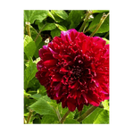 Casa si Gradina - Gradinarit si plante - Plante si ghivece - Bulbi, seminte si rasaduri - Bulb, Dalia Purple Bouquet, bulb, calitatea I - Infinity.ro