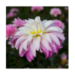 Casa si Gradina - Gradinarit si plante - Plante si ghivece - Bulbi, seminte si rasaduri - Bulb, Dalia Pink Petticoat, bulb, calitatea I - Infinity.ro