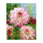 Casa si Gradina - Gradinarit si plante - Plante si ghivece - Bulbi, seminte si rasaduri - Bulb, Dalia Pink Petticoat, bulb, calitatea I - Infinity.ro