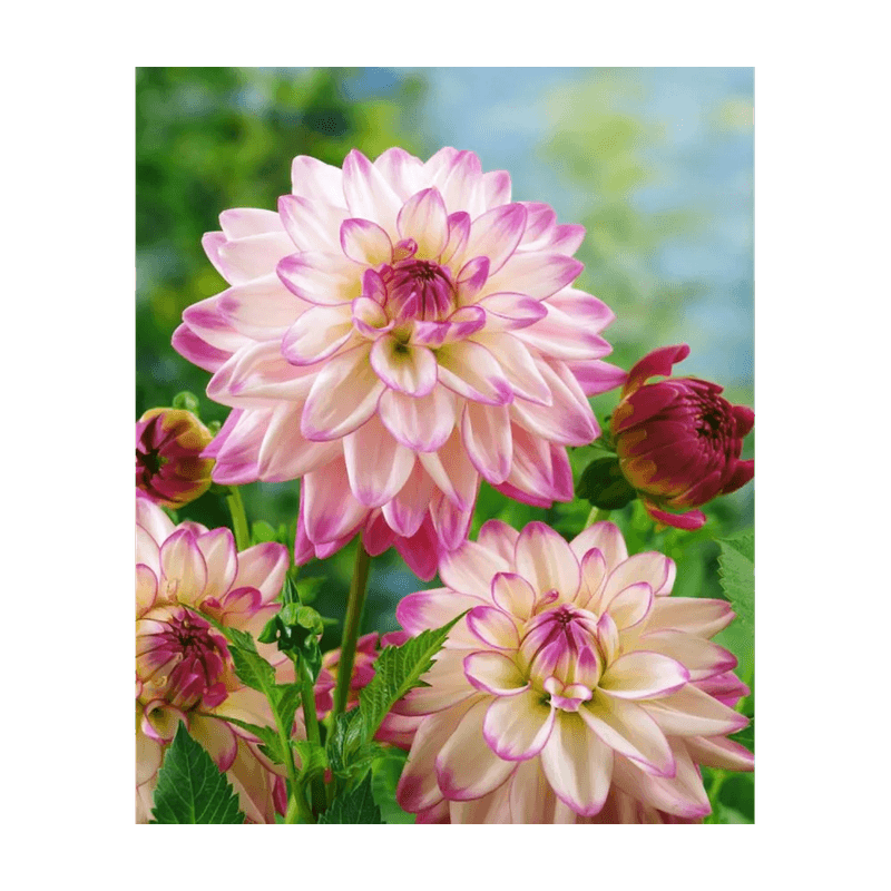 Casa si Gradina - Gradinarit si plante - Plante si ghivece - Bulbi, seminte si rasaduri - Bulb, Dalia Pink Petticoat, bulb, calitatea I - Infinity.ro