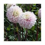 Casa si Gradina - Gradinarit si plante - Plante si ghivece - Bulbi, seminte si rasaduri - Bulb, Dalia Espacio, bulb, calitatea I - Infinity.ro