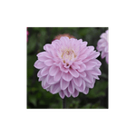 Casa si Gradina - Gradinarit si plante - Plante si ghivece - Bulbi, seminte si rasaduri - Bulb, Dalia Espacio, bulb, calitatea I - Infinity.ro