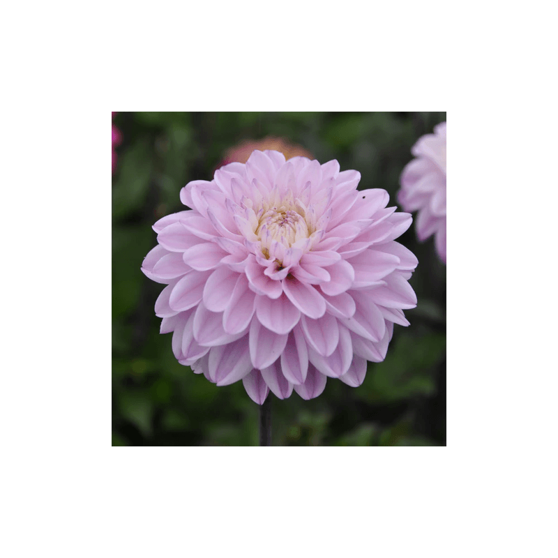 Casa si Gradina - Gradinarit si plante - Plante si ghivece - Bulbi, seminte si rasaduri - Bulb, Dalia Espacio, bulb, calitatea I - Infinity.ro