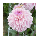 Casa si Gradina - Gradinarit si plante - Plante si ghivece - Bulbi, seminte si rasaduri - Bulb, Dalia Espacio, bulb, calitatea I - Infinity.ro