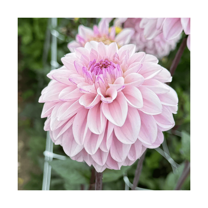 Casa si Gradina - Gradinarit si plante - Plante si ghivece - Bulbi, seminte si rasaduri - Bulb, Dalia Espacio, bulb, calitatea I - Infinity.ro