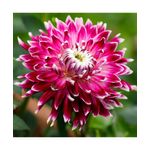 Casa si Gradina - Gradinarit si plante - Plante si ghivece - Bulbi, seminte si rasaduri - Bulb, Dalia Vancouver, bulb, calitatea I - Infinity.ro