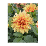 Casa si Gradina - Gradinarit si plante - Plante si ghivece - Bulbi, seminte si rasaduri - Bulb, Dalia Dazzling Magic, bulb, calitatea I - Infinity.ro