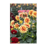 Casa si Gradina - Gradinarit si plante - Plante si ghivece - Bulbi, seminte si rasaduri - Bulb, Dalia Dazzling Magic, bulb, calitatea I - Infinity.ro