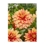 Casa si Gradina - Gradinarit si plante - Plante si ghivece - Bulbi, seminte si rasaduri - Bulb, Dalia Dazzling Magic, bulb, calitatea I - Infinity.ro