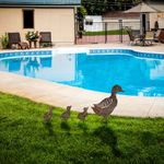 Casa si Gradina - Gradina si terasa - Decoratiuni exterior - Ornamente gradina - Obiect decorativ, Aberto Design, metal, antic, 42x40 cm, 18x15 cm, 18x14 cm - Infinity.ro