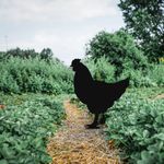 Casa si Gradina - Gradina si terasa - Decoratiuni exterior - Ornamente gradina - Obiect decorativ, Aberto Design, metal, negru, 64x42 cm - Infinity.ro