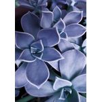 Casa si Gradina - Textile si covoare - Covoare - Covorase baie - Set covorase de baie, L'essentiel Maison, multicolor, 40x60 cm, 60x100 cm, 100% poliester, antiderapant, 323CTW1402 - Infinity.ro