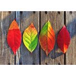 Casa si Gradina - Textile si covoare - Covoare - Covorase baie - Set covorase de baie, L'essentiel Maison, multicolor, 40x60 cm si 60x100 cm, 100% poliester, antiderapant, 323CTW1254 - Infinity.ro