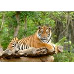 Casa si Gradina - Textile si covoare - Covoare - Covorase baie - Set covorase baie, L'essentiel Maison, multicolor, 40x60 cm si 60x100 cm, 100% poliester, antiderapant, 323CTW1222 - Infinity.ro