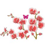 Casa si Gradina - Decoratiuni - Stickere decorative - Sticker decorativ, Orhideie, 150 cm, 399STK-3 - Infinity.ro