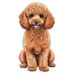 Casa si Gradina - Decoratiuni - Stickere decorative - Sticker decorativ, Caine Poodle, Maro, 85 cm, 1203STK-5 - Infinity.ro