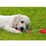 Petshop - Accesorii petshop - Jucarii animale - Jucarii interactive animale - Jucarie interactiva cu ventuza pentru catei, Gonga® Rosu - Infinity.ro