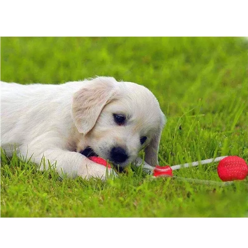 Petshop - Accesorii petshop - Jucarii animale - Jucarii interactive animale - Jucarie interactiva cu ventuza pentru catei, Gonga® Rosu - Infinity.ro