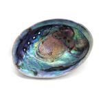 Casa si Gradina - Decoratiuni - Obiecte decorative - Accesorii decorative - Scoica fumigatie Abalone Haliotis Iris, 13-15cm - Infinity.ro