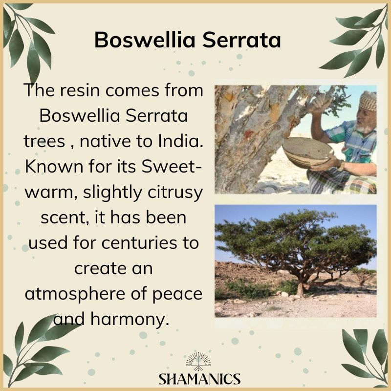 Casa si Gradina - Decoratiuni - Obiecte decorative - Obiecte bisericesti - Tamaie naturala Boswellia Serrata, Indian, 100g, aroma sacra pentru purificare, rugaciune si meditatie - Infinity.ro