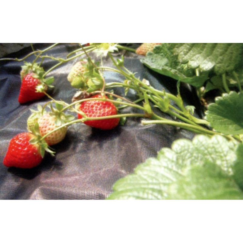 Casa si Gradina - Gradina si terasa - Mobilier exterior - Accesorii pentru gradina - Folie antiburuieni textila 3.2x5 m,densitate 50gr/mﾲ - Infinity.ro