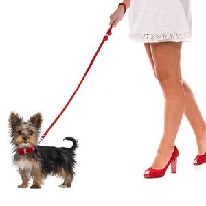 Petshop - Accesorii petshop - Zgarzi, lese si hamuri - Infinity.ro