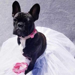 Petshop - Accesorii petshop - Zgarzi, lese si hamuri - Infinity.ro