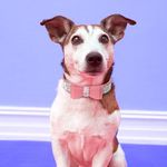 Petshop - Accesorii petshop - Zgarzi, lese si hamuri - Zgarzi - Set lesa si zgarda reglabila cu pietricele semipretioase si fundita, din piele, pentru caini/catei, pisici, XS - Infinity.ro