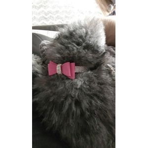 Petshop - Accesorii petshop - Zgarzi, lese si hamuri - Infinity.ro