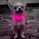 Petshop - Accesorii petshop - Zgarzi, lese si hamuri - Zgarzi - Zgarda reglabila LED pentru catei/animale de companie, cu incarcare USB si cablu, XS - Infinity.ro