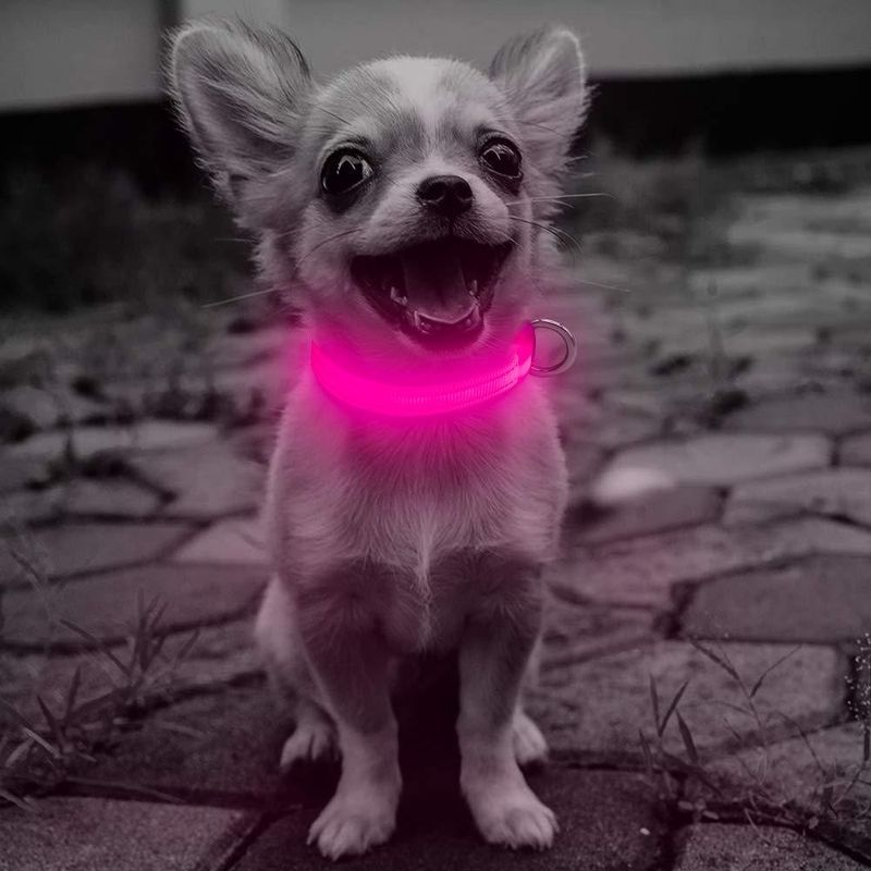 Petshop - Accesorii petshop - Zgarzi, lese si hamuri - Zgarzi - Zgarda reglabila LED pentru catei/animale de companie, cu incarcare USB si cablu, XS - Infinity.ro