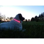 Petshop - Accesorii petshop - Zgarzi, lese si hamuri - Zgarzi - Zgarda reglabila LED pentru catei/animale de companie, cu incarcare USB si cablu, XS - Infinity.ro