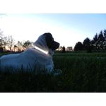 Petshop - Accesorii petshop - Zgarzi, lese si hamuri - Zgarzi - Zgarda reglabila LED pentru catei/animale de companie, cu incarcare USB si cablu, S - Infinity.ro