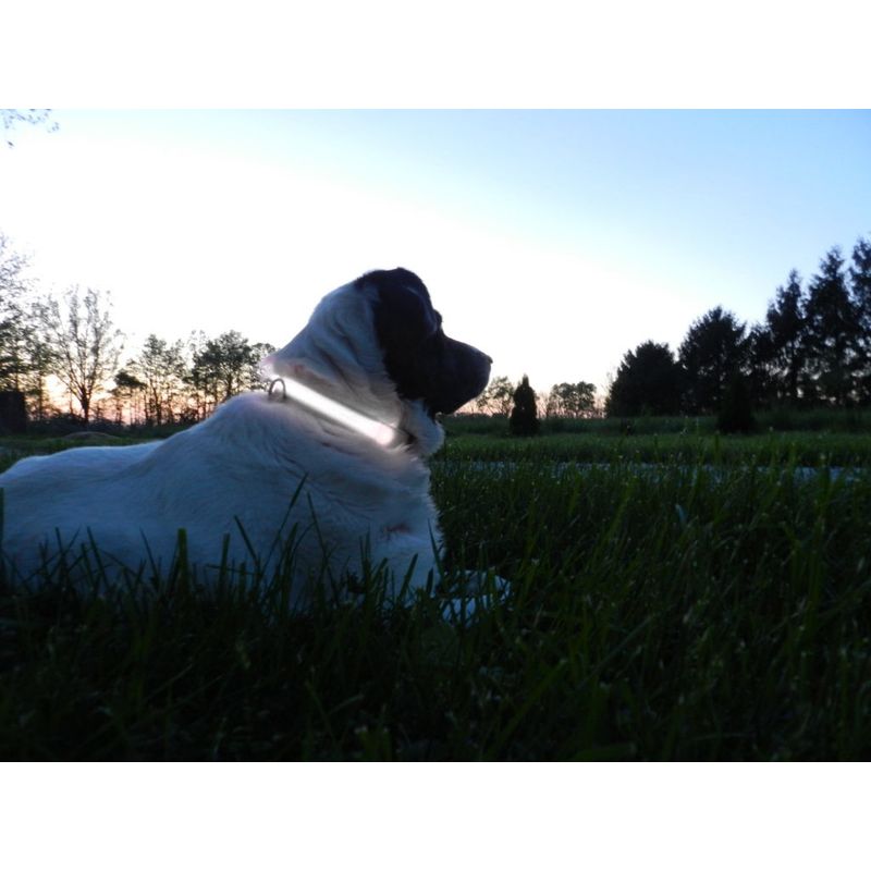 Petshop - Accesorii petshop - Zgarzi, lese si hamuri - Zgarzi - Zgarda reglabila LED pentru catei/animale de companie, cu incarcare USB si cablu, S - Infinity.ro