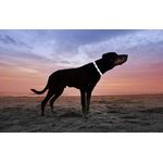 Petshop - Accesorii petshop - Zgarzi, lese si hamuri - Zgarzi - Zgarda reglabila LED pentru catei/animale de companie, cu incarcare USB si cablu, XS - Infinity.ro