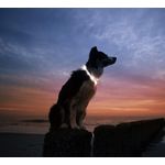 Petshop - Accesorii petshop - Zgarzi, lese si hamuri - Zgarzi - Zgarda reglabila LED pentru catei/animale de companie, cu incarcare USB si cablu, M - Infinity.ro