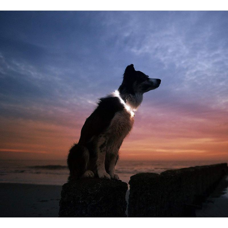 Petshop - Accesorii petshop - Zgarzi, lese si hamuri - Zgarzi - Zgarda reglabila LED pentru catei/animale de companie, cu incarcare USB si cablu, M - Infinity.ro