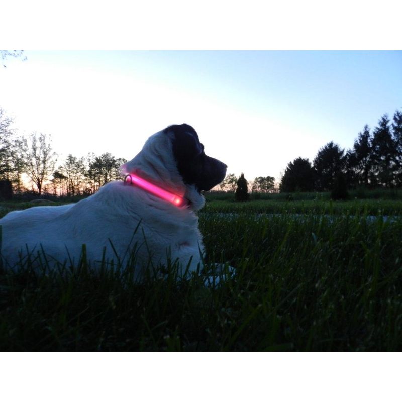 Petshop - Accesorii petshop - Zgarzi, lese si hamuri - Zgarzi - Zgarda reglabila LED pentru catei/animale de companie, cu incarcare USB si cablu, S - Infinity.ro