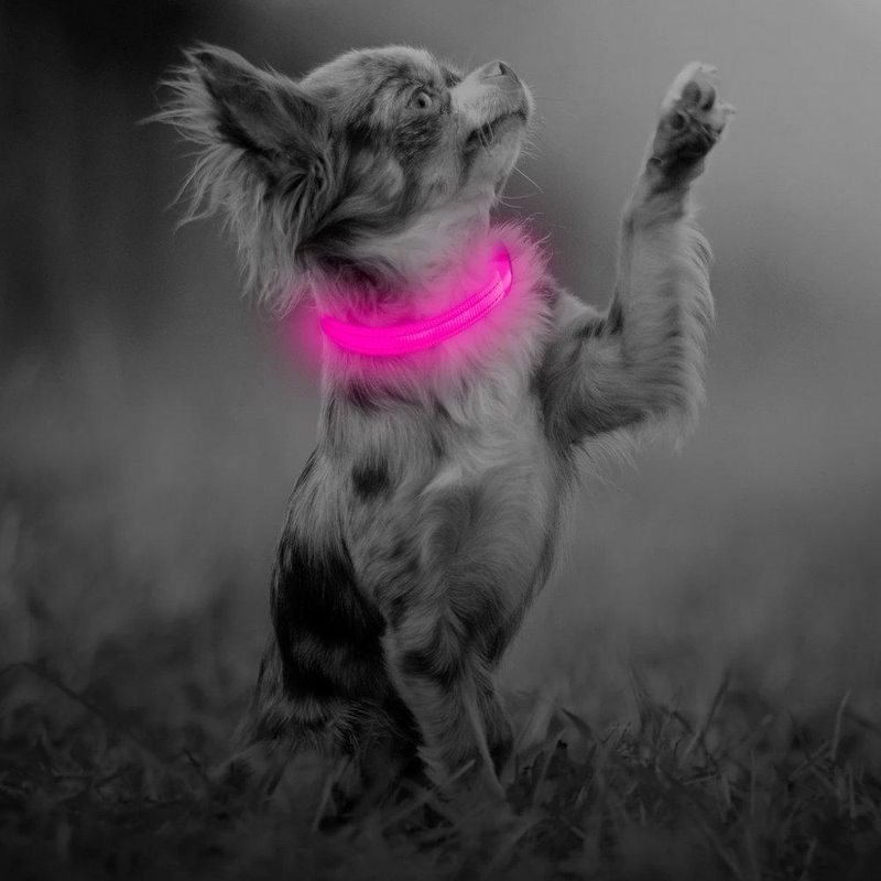 Petshop - Accesorii petshop - Zgarzi, lese si hamuri - Zgarzi - Zgarda reglabila LED pentru catei/animale de companie, cu incarcare USB si cablu, S - Infinity.ro