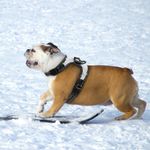 Petshop - Accesorii petshop - Zgarzi, lese si hamuri - Zgarzi - Zgarda ham tip bijuterie cu pietricele si fundita, pentru caini mici/catei, pisici sau alte animale, M - Infinity.ro