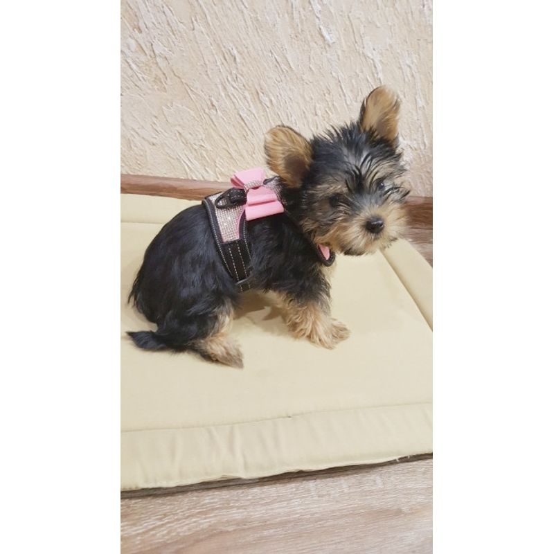 Petshop - Accesorii petshop - Zgarzi, lese si hamuri - Zgarzi - Zgarda ham tip bijuterie cu pietricele si fundita, pentru caini mici/catei, pisici sau alte animale, M - Infinity.ro