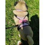 Petshop - Accesorii petshop - Zgarzi, lese si hamuri - Zgarzi - Zgarda ham tip bijuterie cu pietricele si fundita, pentru caini mici/catei, pisici sau alte animale, M - Infinity.ro