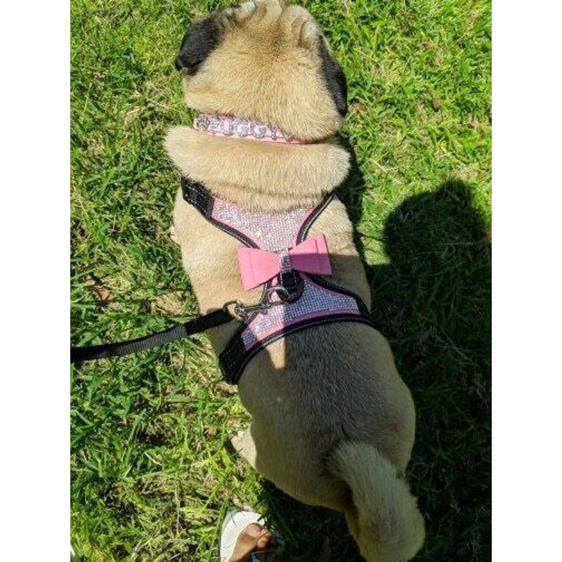 Petshop - Accesorii petshop - Zgarzi, lese si hamuri - Zgarzi - Zgarda ham tip bijuterie cu pietricele si fundita, pentru caini mici/catei, pisici sau alte animale, M - Infinity.ro