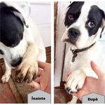 Petshop - Ingrijire si Igiena - Produse uz extern - Intretinere blana si piele - Aparat curatare si dezinfectare labute, pentru animale de companie - PORTOCALIU, L - Infinity.ro