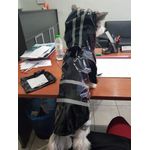 Petshop - Articole imbracaminte - Haine animale - Pelerina ploaie pentru caini/catei, pisici sau alte animale de companie, reflectorizanta, cu gluga, L - Infinity.ro